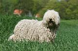 KOMONDOR 066